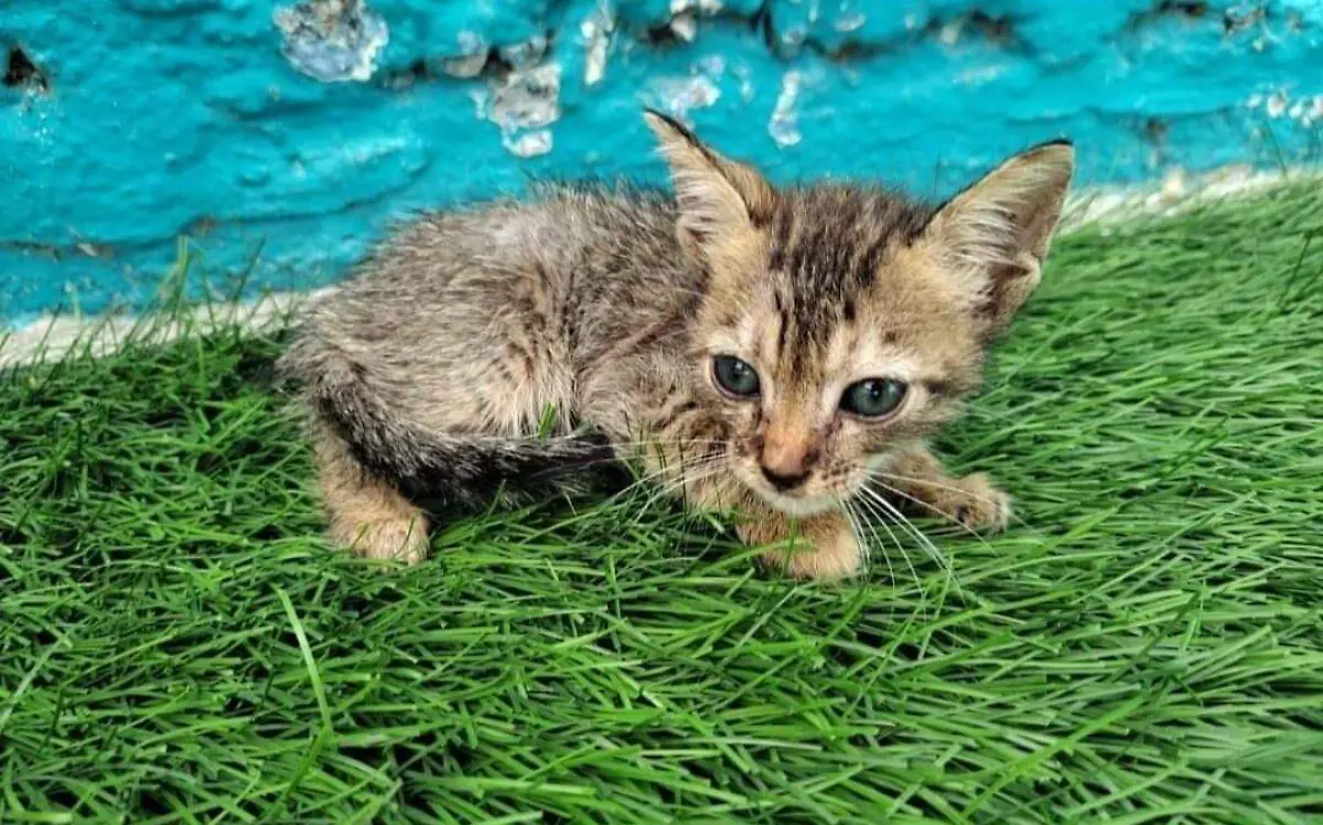 Exhortan a programa de esterilización para gatos en Tampico 